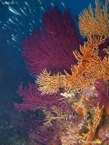 Colourful gorgonian. Calanques de Cassis. Canon G10 & Ino... by Bea & Stef Primatesta 
